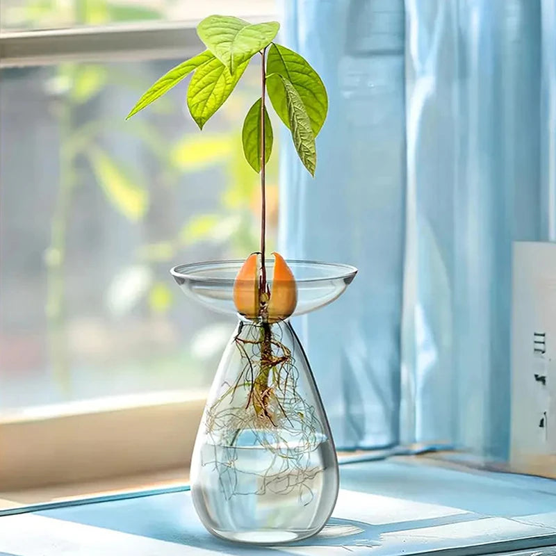 Glass Avocado Hydroponic Vase Seed Starter Kit For Plants