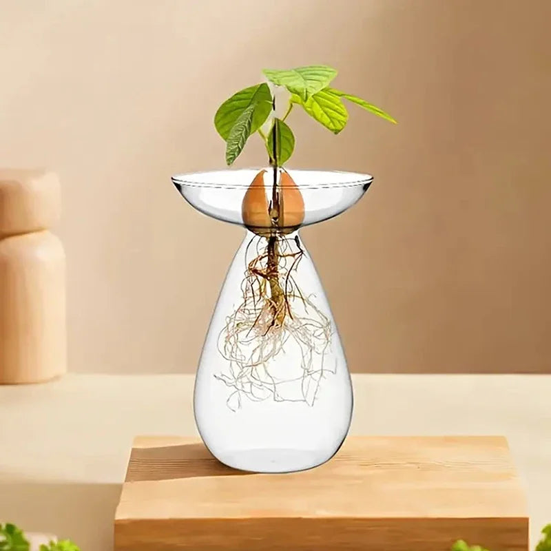 Glass Avocado Hydroponic Vase Seed Starter Kit For Plants