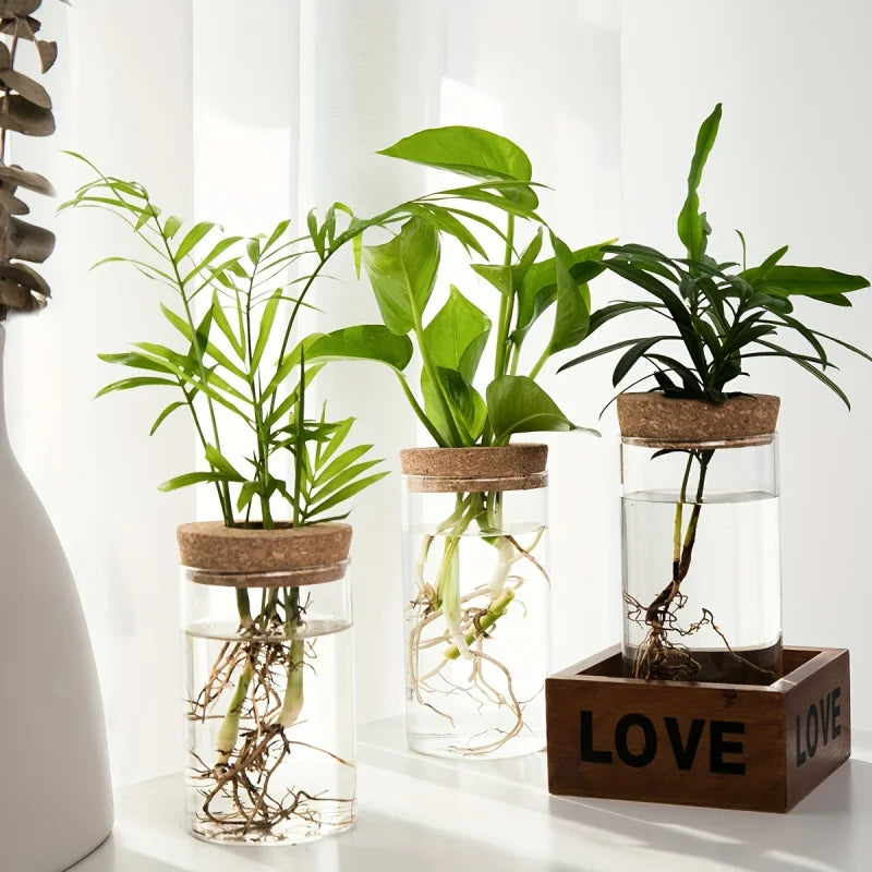 Hydroponics Desktop Glass Planter Vase For Home Decoration