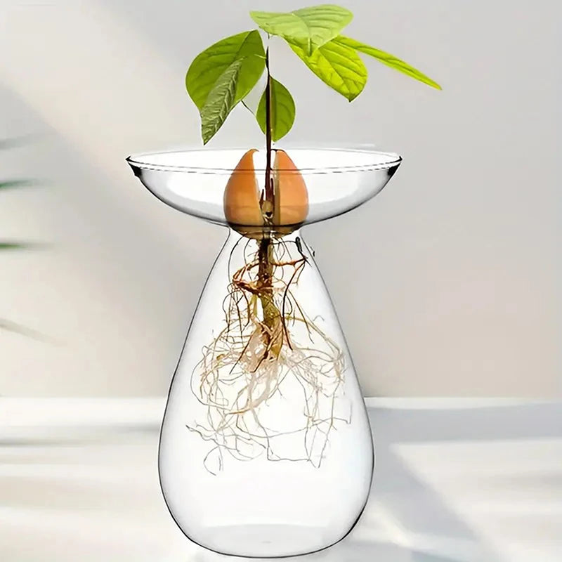 Glass Avocado Hydroponic Vase Seed Starter Kit For Plants